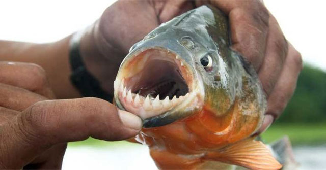 Cá Piranha: Sự Thật Đằng Sau Hình Ảnh Kinh Dị Trong Điện Ảnh