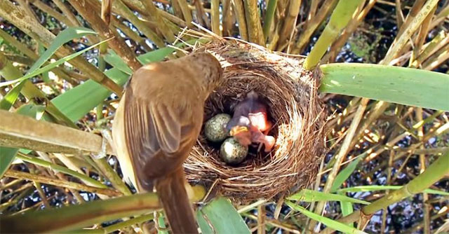 Chim Tu Hú: Chiến Thuật Sinh Tồn Độc Đáo Của Mẹ Và Con