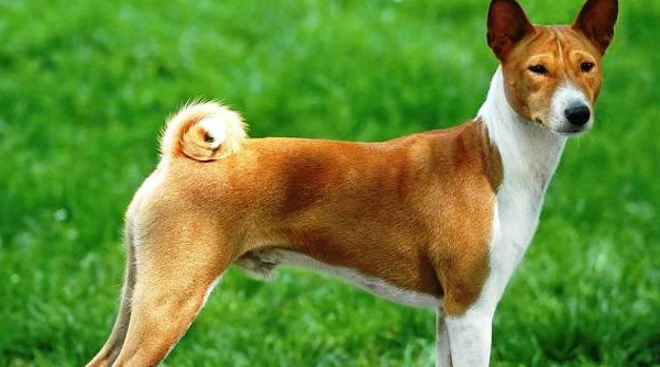 Khám Phá Các Giống Chó Nguy Hiểm Nhất Trên Hành Tinh