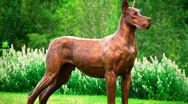 Khám Phá Các Giống Chó Nguy Hiểm Nhất Trên Hành Tinh