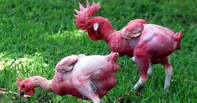 Giống Gà Đặc Biệt Trụi Lông: Đột Phá Trong Ngành Chăn Nuôi