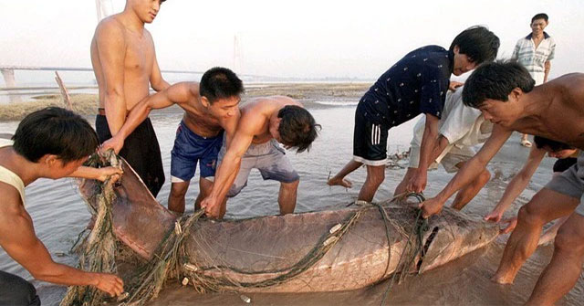 Khám Phá Thiên Đường Cá Khổng Lồ Tại Hồ Chứa Tam Hiệp