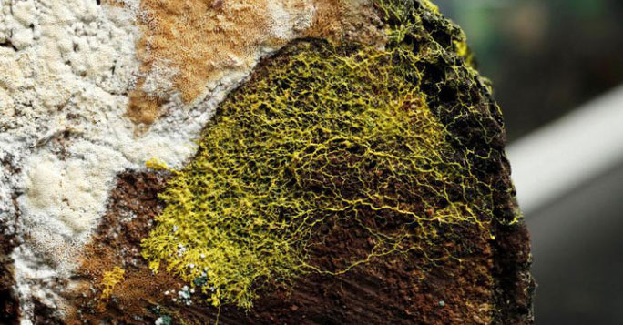 Blob có khả năng học tập của động vật và có gần 720 giới tính.