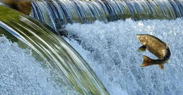 Cuộc Hành Trình Di Cư Kỳ Diệu Của Cá Hồi: Sống Còn Giữa Muôn Vạn Thử Thách