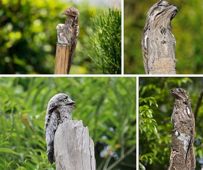 Chim Potoo trong môi trường sống