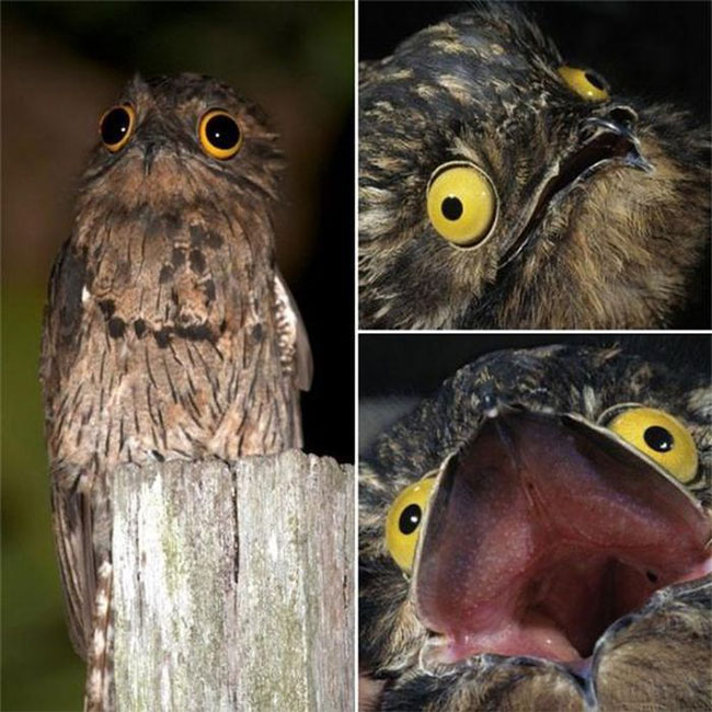 Chim Potoo với hình ảnh ấn tượng Chim Potoo trong tự nhiên