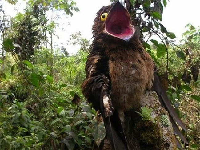 Chim Potoo trong tự nhiên