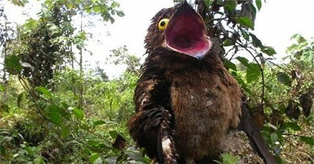 Khám Phá Loài Chim Potoo: Sứ Giả Thế Giới Động Vật Kỳ Quái