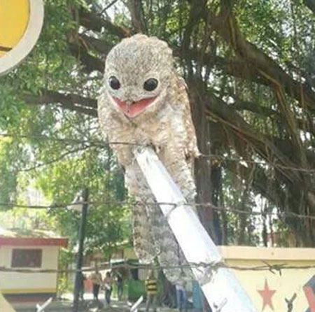 Vẻ đẹp kỳ lạ của chim potoo Chim Potoo với đôi mắt bí ẩn