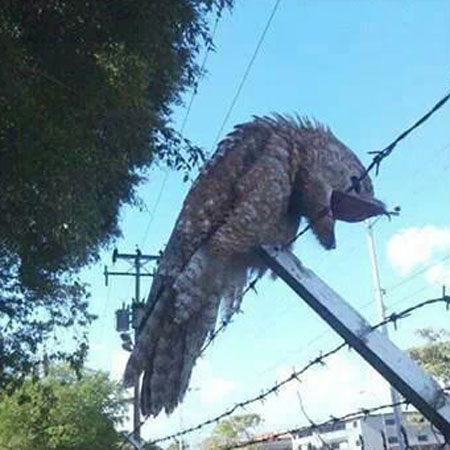 Chim Potoo đại diện cho một loài kỳ quặc Chim Potoo nhìn từ gần