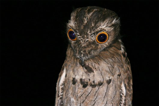 Chân dung của chim potoo Chim Potoo nhìn rõ