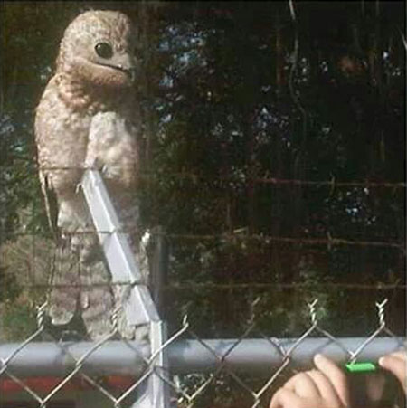 Chim Potoo với đôi mắt ám ảnh Chim Potoo với chiếc mỏ rộng