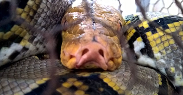 Khám Phá Loài Rắn Nưa 9 Lỗ Mũi: Tác Nhân Đáng Sợ Trong Thiên Nhiên Việt Nam