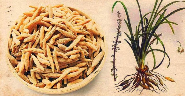 Khám Phá Lợi Ích Sức Khỏe Tuyệt Vời Của Củ Mạch Môn