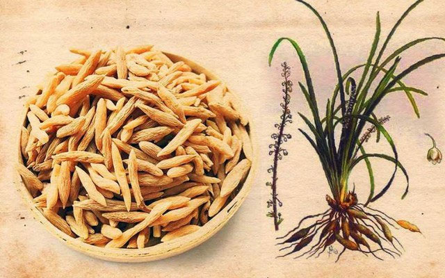 Loài cây này mọc hoang và được trồng ở Việt Nam để lấy củ dùng làm thuốc