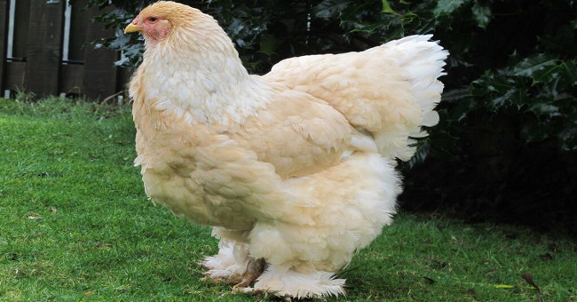 Khám Phá Giống Gà Khổng Lồ Brahma Nặng 20kg: Đặc Điểm Nổi Bật
