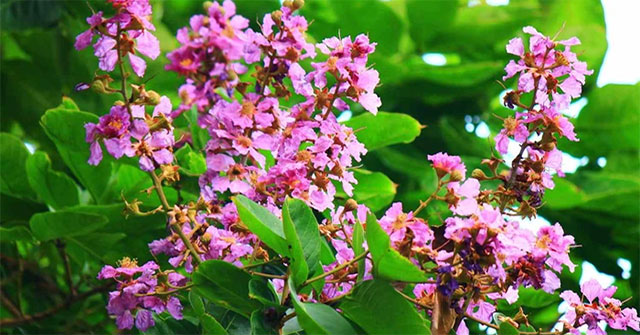Khám Phá Lợi Ích và Bài Thuốc Từ Cây Bằng Lăng