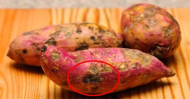Nguyên Nhân Khiến Khoai Lang Có Vấn Đề: Hà Uống và Cứng Tâm