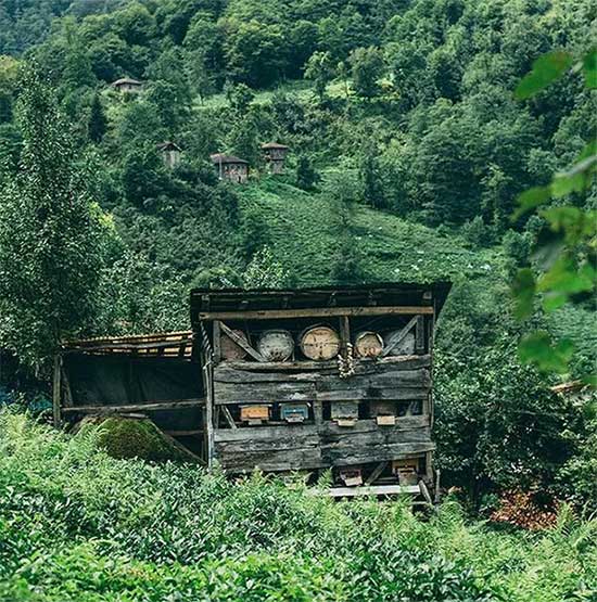 lay-mat-ong-5 Ở Thổ Nhĩ Kỳ, có nhiều người đã và đang nghiên cứu cách nuôi ong hoang dã Caucasian