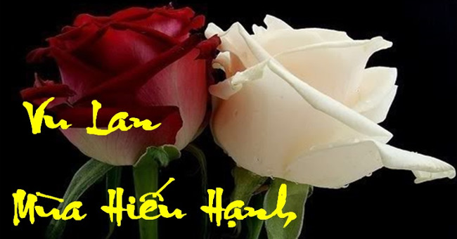 Khám Phá Ý Nghĩa Tâm Linh Của Lễ Vu Lan Và Bông Hồng Cài Áo