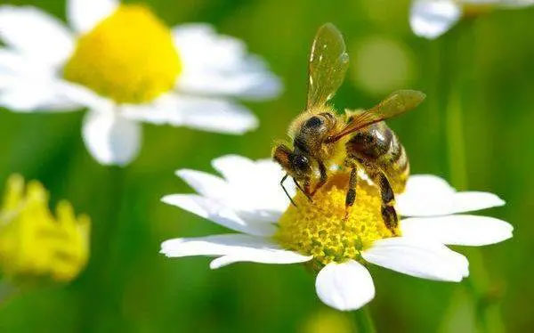 Sự biến mất của loài ong có thể kéo theo nhiều hệ lụy