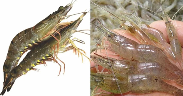 Cách Nhận Diện Sự Khác Biệt Giữa Tôm Và Tép