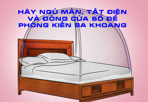 Phòng ngừa kiến ba khoang bằng cách đóng cửa sổ và không bật đèn