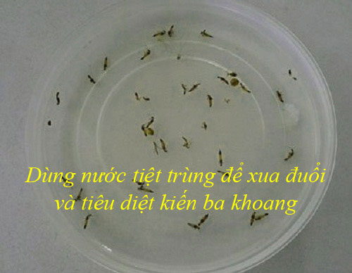 Dùng nước tiệt trùng để tiêu diệt kiến ba khoang