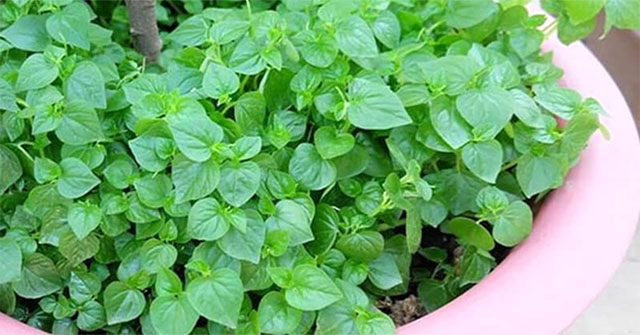 Khám Phá Tác Dụng Bất Ngờ Của Rau Càng Cua Đối Với Sức Khỏe