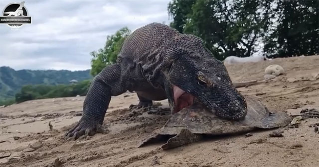 Khám Phá Rồng Komodo: Khả Năng Ăn Thịt Khủng Khiếp Của Loài Bò Sát Này