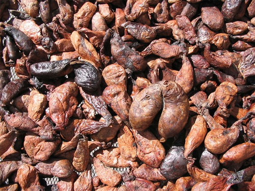 Những loài động vật hoang dã tự tỏa mùi thơm giống hệt Hàm Hương