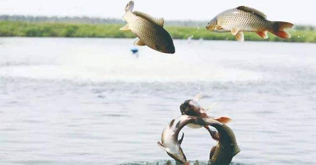Khi sông chảy ra biển: số phận và chiến lược sinh tồn của cá nước ngọt