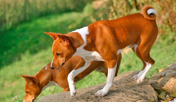 Chó Basenji di cư sang châu Phi và được mô tả bởi Dr. Georg Schweinfirth vào năm 1870.