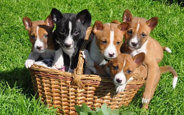 Cần đánh răng cho Basenji đều đặn để ngăn ngừa bệnh nướu răng.