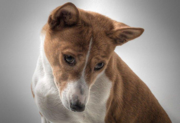 Tuổi thọ của Basenji từ 12 - 14 năm, ít mùa động dục hơn.