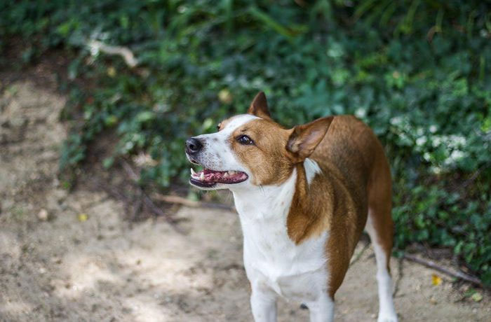 Giống chó Basenji đã được thuần hóa và trở thành thú cưng phổ biến.