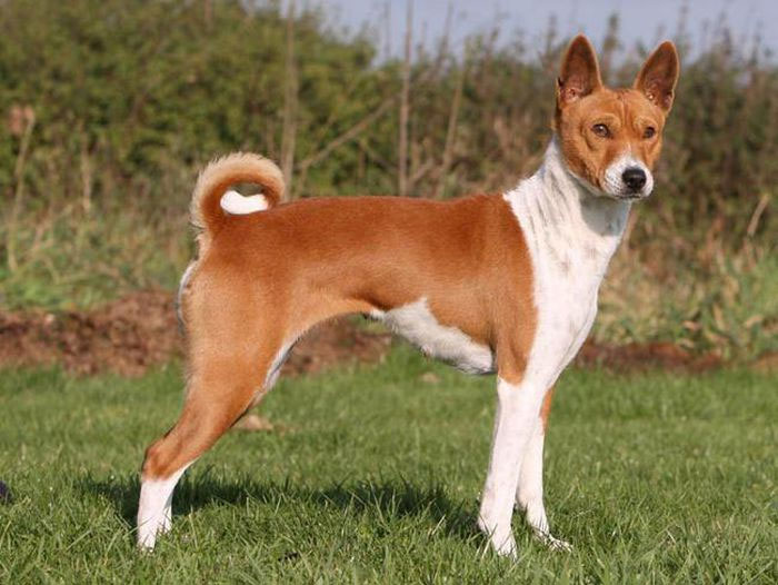 Basenji cần được chăm sóc và huấn luyện đúng cách để đảm bảo an toàn cho trẻ nhỏ.