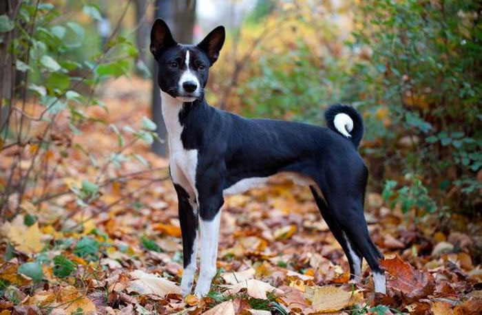 Basenji sống độc lập thành bầy tại vùng Bahr-el-Ghazal, Nam Sudan.