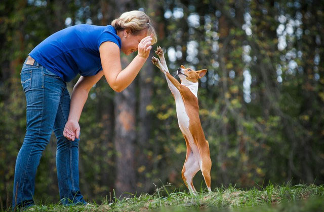 Basenji rất tình cảm và trung thành nếu được nuôi dưỡng đúng cách.