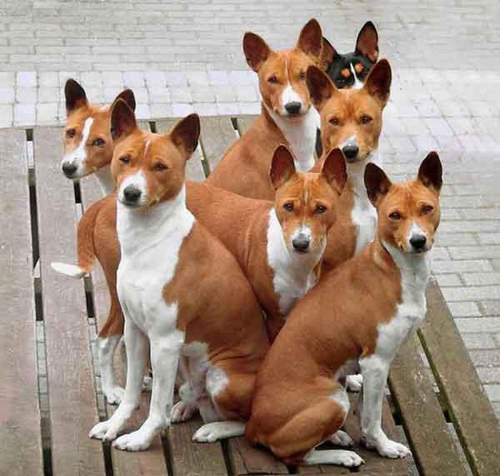 Đầu thế kỷ 20, Basenji được đưa vào châu Âu để nuôi làm chó cảnh.