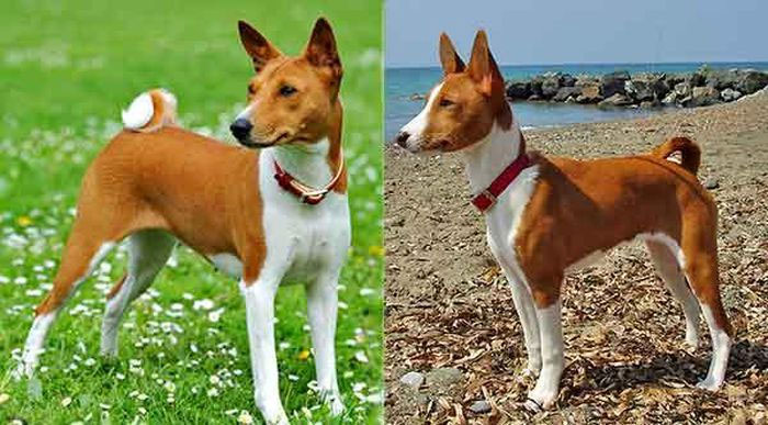 Basenji không sủa mà phát ra nhiều âm thanh khác nhau.