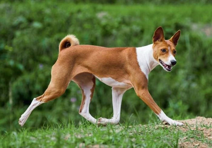 Basenji là giống chó cổ từ Ai Cập, nổi tiếng với tên gọi 'Barkless Dog'.