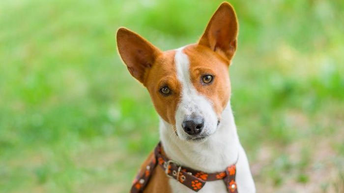 Basenji là giống chó nhanh nhẹn, độc lập và có sức bền tốt.