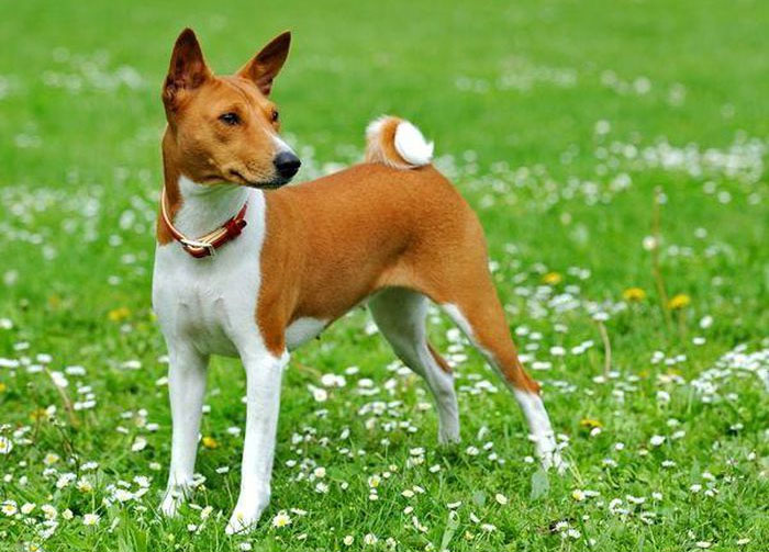 Kích thước Basenji tương đương với một con chó săn thông thường.