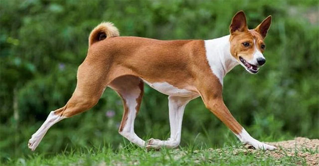 Khám Phá Giống Chó Basenji: Độc Lạ Không Từng Sủa