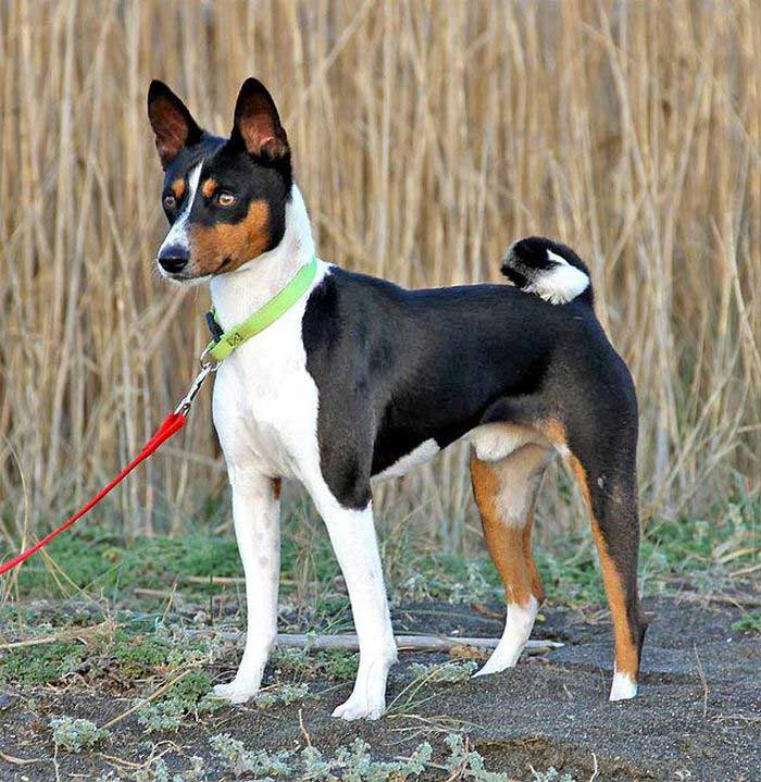Đôi chân dài của Basenji giúp nó chạy nhanh và mạnh mẽ.