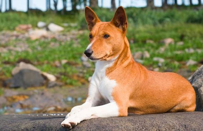 Basenji rất thông minh nhưng khó huấn luyện do tính cách độc lập của chúng.