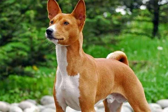 Basenji sạch sẽ và không có mùi hôi.