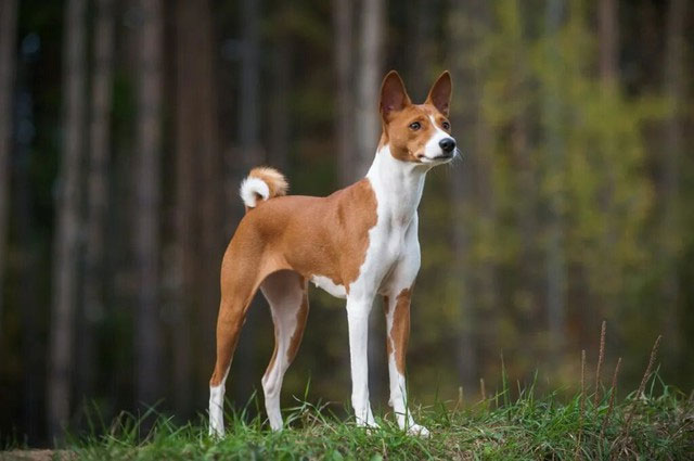 Bộ lông Basenji ngắn và mịn với nhiều màu sắc khác nhau.