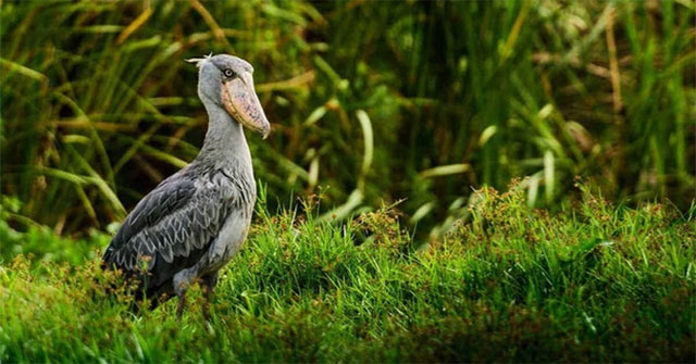 Cò mỏ giày: Kẻ lặng lẽ chiếm lĩnh đầm lầy và bí quyết săn mồi đáng kinh ngạc